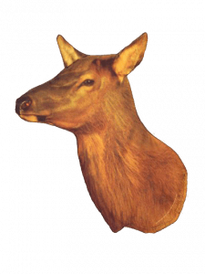 DIY elk hunt do it yourself elk hunting guide Elk Decoy | Pure Hunting