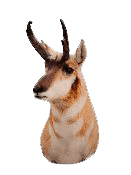 public land pronghorn hunting Pronghorn Decoy | Pure Hunting