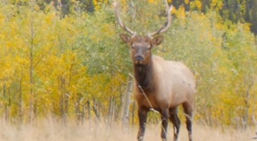 Episode 506 - Colorado Deer and Elk Bow Hunting