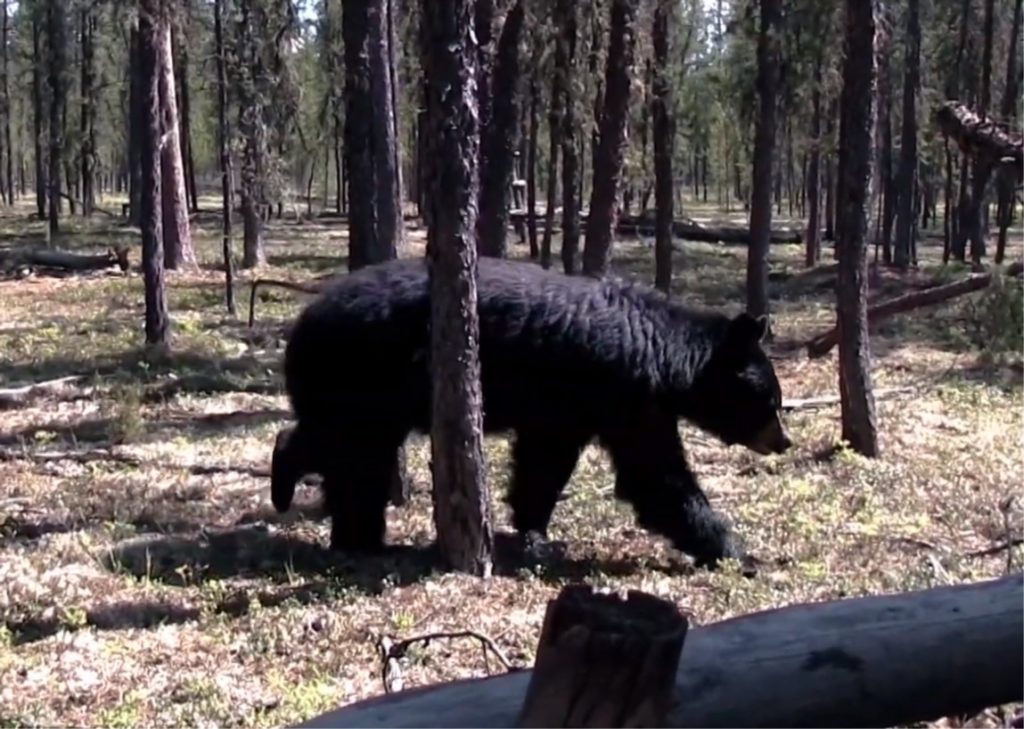 Episode 701 - Saskatchewan Archery Black Bear