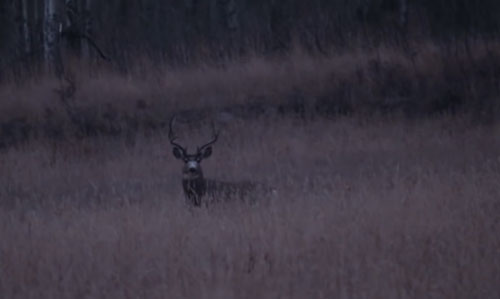 Episode 703 - Colorado Mule Deer