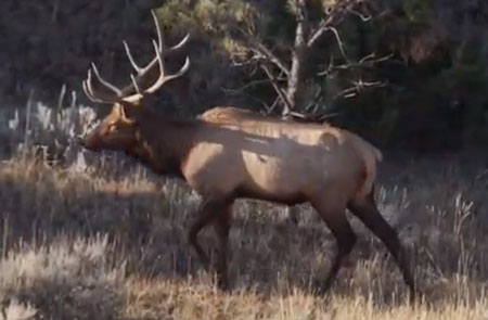 Episode 708 - Montana Elk