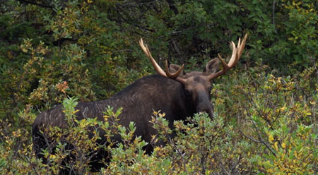 Episode 709 - Alaska Moose
