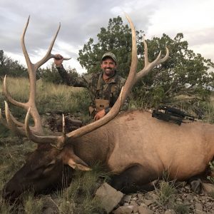 NM bull