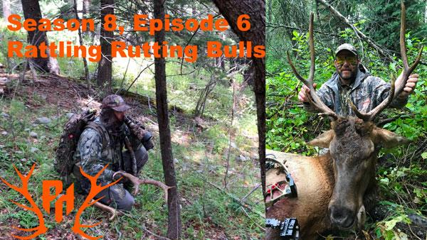 Episode 806 - Rattling Rutting Bulls