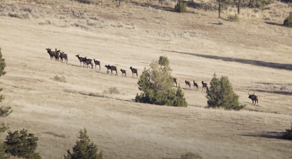 Episode 912 - Bowhunting Montana Elk